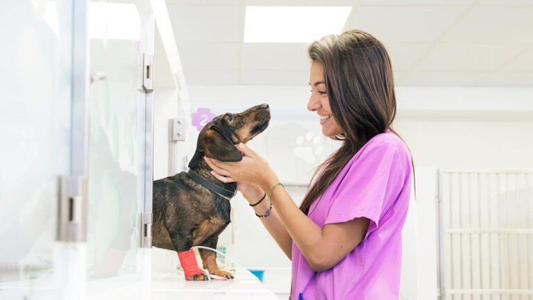 Semana Nacional dos Técnicos Auxiliares de Veterinária