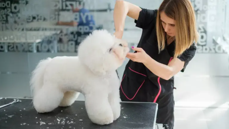 Tosquia e Grooming